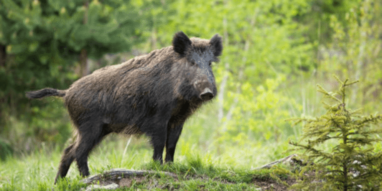faune sauvage gr20